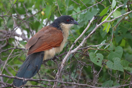 Tiputip / Burchell's coucal / Centropus superciliosus.