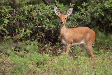 Afrikanischer Steinbock / Steenbok / Raphicerus campestris