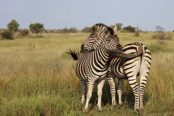 Obraz premium Steppenzebra / Burchell's zebra / Equus quagga burchellii