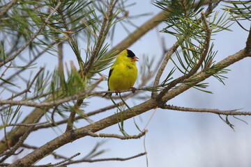 Yellow bird on tree