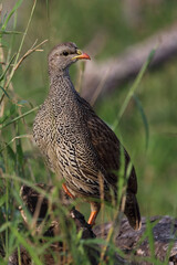 Natalfrankolin / Natal francolin / Francolinus natalensis.