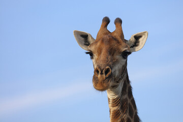 Giraffe / Giraffe / Giraffa camelopardalis