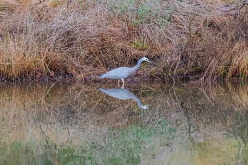 White-faced Heron enjoying the calm after the storm by the water