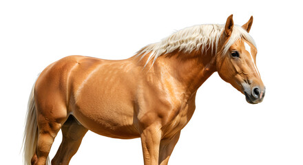 Obraz premium horse isolated on white