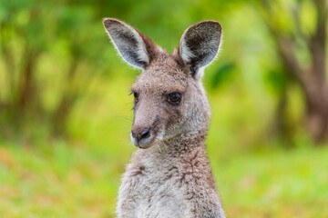 Eastern Grey Kangaroo