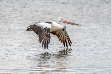 Pelican in flight at the Mallacoota Inlet