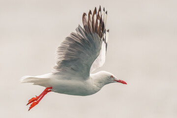 Seagull in flight at the Mallacoota Inlet