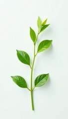 Fototapeta premium Single green sprig, delicate leaves, pure white backdrop , photography, detail