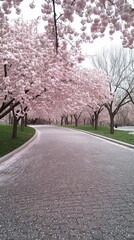 A serene pathway flanked by blossoming cherry trees