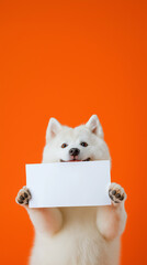 Samoyed dog with white fur and fluffy paws holding a card against orange background