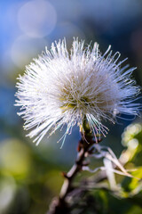 Calliandra haematocephala pertenece a la familia de Fabaceae.
