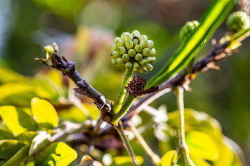 Calliandra haematocephala pertenece a la familia de Fabaceae.