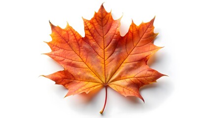 Fototapeta premium Single Autumn Maple Leaf