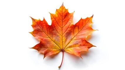 Obraz premium Single Autumn Maple Leaf on White Background