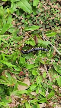 Millipede Crawling Through Grass, Macro Footage of Multi-Legged Insect Moving Slowly, Wildlife Exploration, Nature Close-Up of Insects Walking in Grass and Outdoor Life of Tiny Creatures