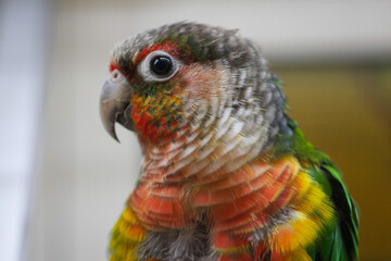 Rainbow Parakeet 