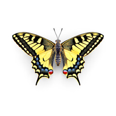 Obraz premium Moth Species Colorful