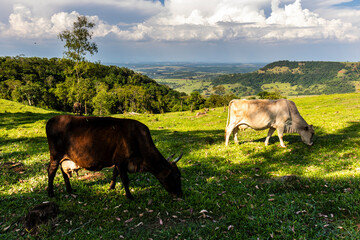 Zebu Nellore cow in the pasture area of a beef cattle farm in Brazil