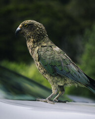 The native New Zealand bird, Kea in the mountains of south island, New Zealand.
