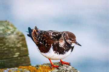 Ruddy Turnstone, non breeding male, Blyth Northumberland