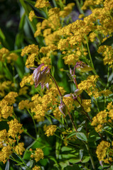 Pink columbine blooming against the background of Alysum "Mountain Gold" in the garden in the sunlight.