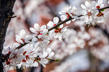 Branch of blossoming apricot against the background of an orange house in Kiev.