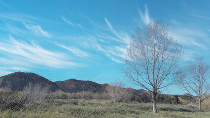 A pair of bare poplar trees against a blue sky in winter