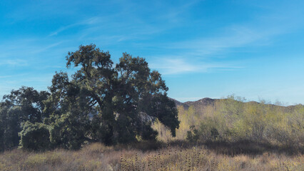 Obraz premium Large old growth oak tree in grassland of southern California