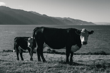 Cows in a field with mountains and a lake in the background (Black and white).