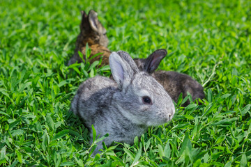 Little gray rabbit on the green lawn