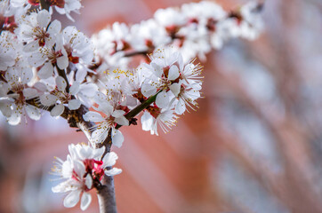 Apricot blossom branch against the background of an orange house in Kiev.