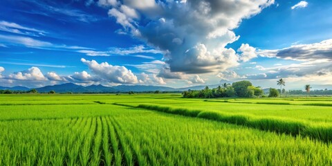 Obraz premium Serene landscape of a lush green rice field with swaying paddy plants and a clear blue sky with white fluffy clouds , rural landscape, serenity