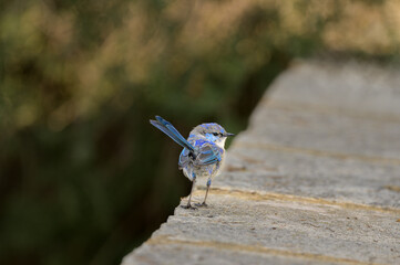 Splendid fairywren or blue wren, Malurus splendens, a passerine bird in the Australasian wren family.