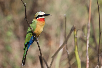 Weißstirnspint / White-fronted bee-eater / Merops bullockoides