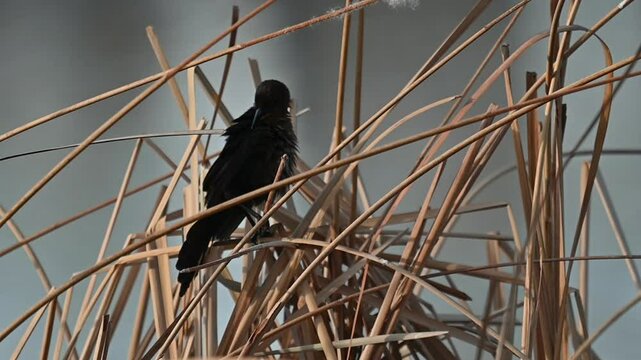 Ave color negro parada sobre ramas de carrizo en el humedal de un rio