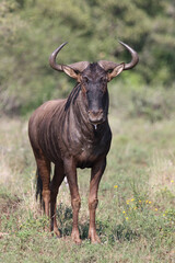Streifengnu / Blue wildebeest / Connochaetes taurinus