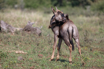 Streifengnu / Blue wildebeest / Connochaetes taurinus
