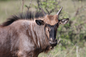Streifengnu / Blue wildebeest / Connochaetes taurinus.