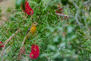 Female Baltimore Oriole perched in a Bottle Brush tree