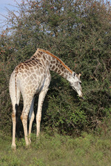 Obraz premium Giraffe / Giraffe / Giraffa camelopardalis