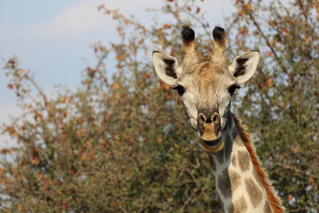 Obraz premium Giraffe / Giraffe / Giraffa camelopardalis