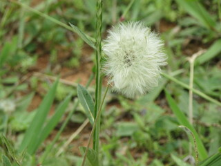 dandelion in the grass