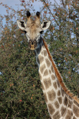 Giraffe / Giraffe / Giraffa camelopardalis