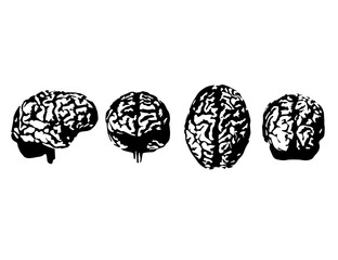 Various Brain Sketch Drawing