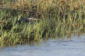 Mangrovenreiher / Green-backed heron / Butorides striatus...Grasfrosch / European common frog / Rana temporaria