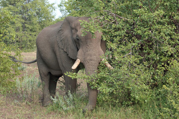 Obraz premium Afrikanischer Elefant / African elephant / Loxodonta africana