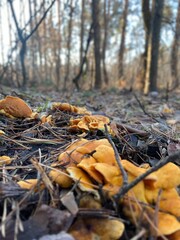 autumn in the forest