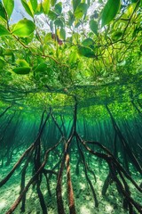 Naklejka premium Bottom-up view green mangrove forest canopy. Natural carbon sink fight climate change. Sustainability in carbon-neutral ecosystems. Green and sustainable environment. Natural carbon capture solution.