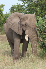 Obraz premium Afrikanischer Elefant / African elephant / Loxodonta africana