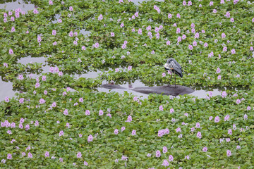 Flußpferd und Graureiher / Hippopotamus and Grey heron / Hippopotamus amphibius et Ardea cinerea